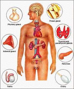 Glands