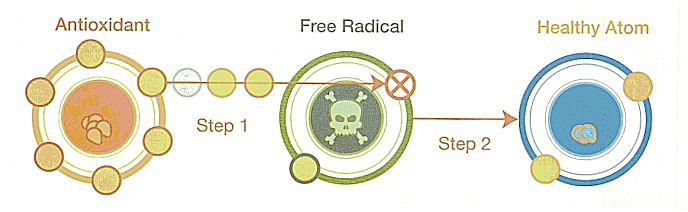 antioxidants freeradicals diagram