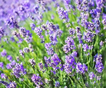 lavender blooms in a field