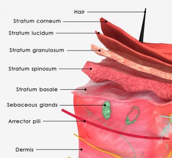 Regenacell Absorption in Skin Layers