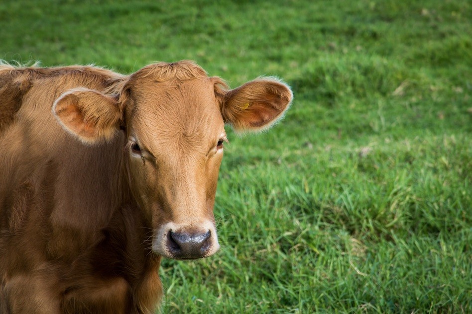 brown cow in lush green paddock as source of collagen type 1 & 3