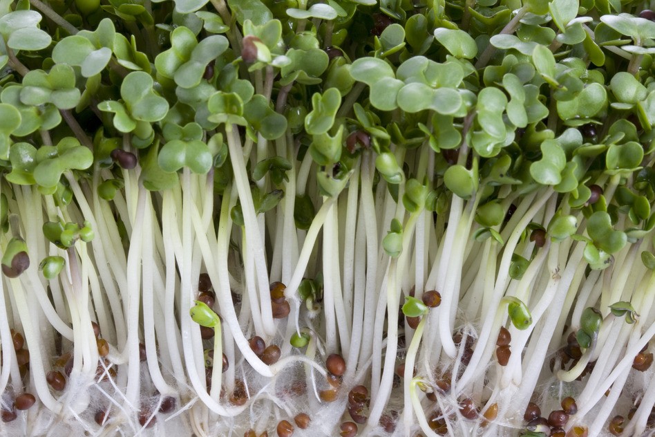 broccoli sprouts macro